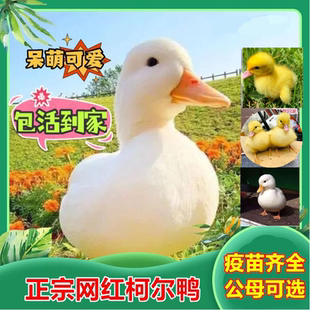 宠物鸭活物网红柯尔鸭幼崽小黄鸭子活苗观赏旱鸭青年产蛋繁殖活体