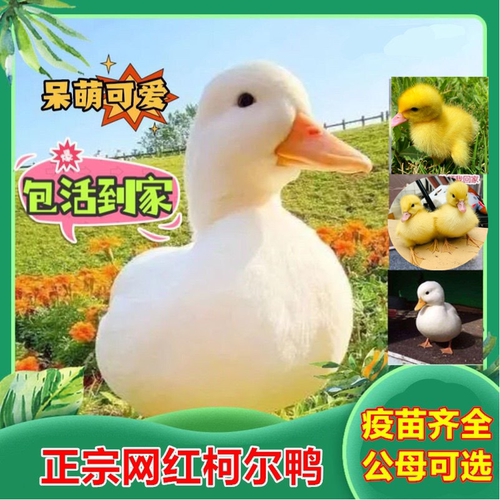 5985人已购买！宠物柯尔鸭小黄鸭