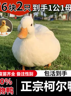 柯尔鸭已售1万件以上纯度99.99%