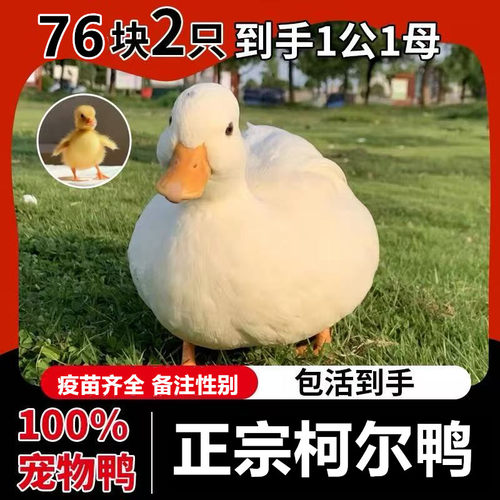 柯尔鸭已售1万件以上纯度99.99%