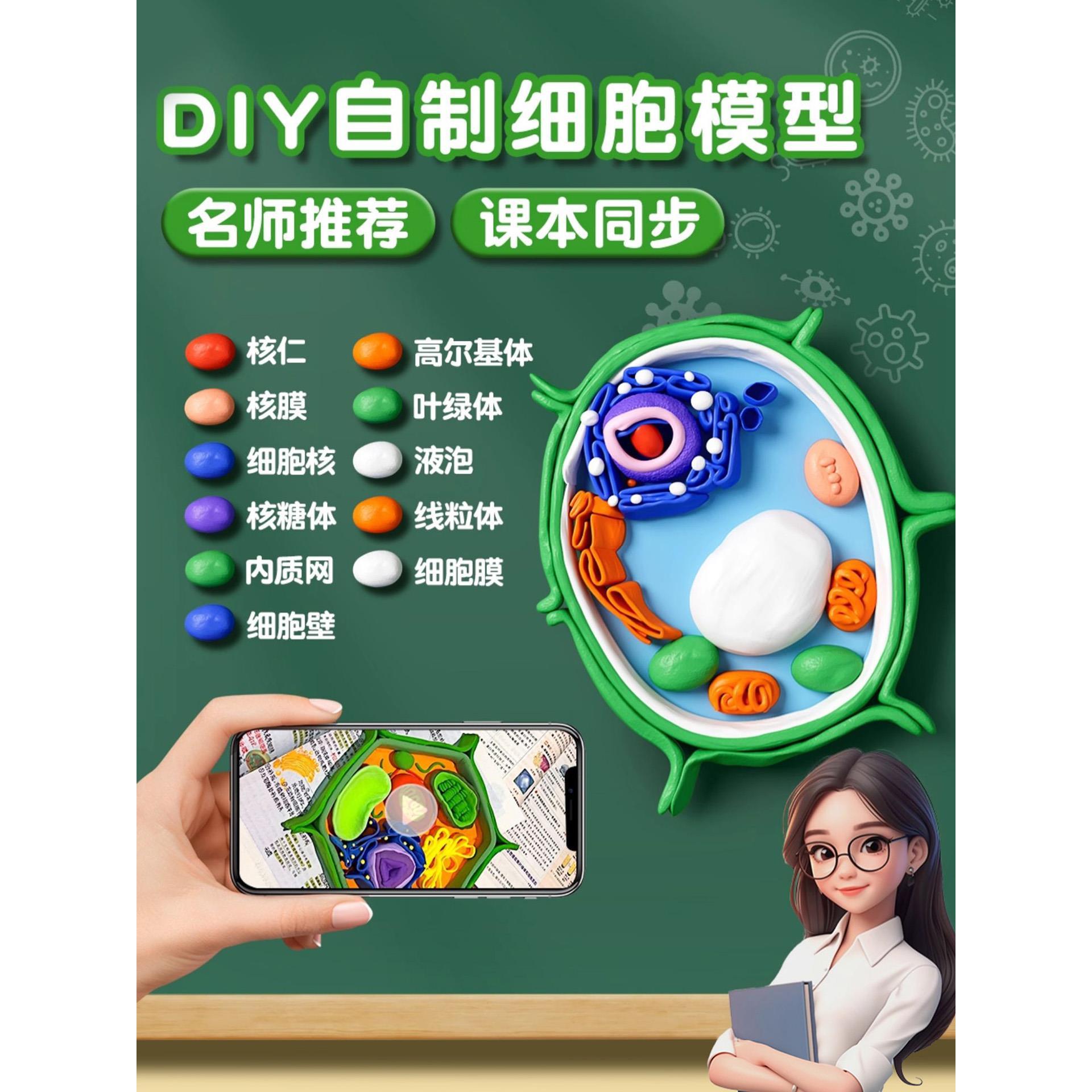 动植物细胞模型制作材料七