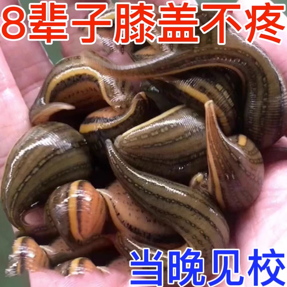 治膝盖疼痛半月板磨损关节积水积液滑膜炎老寒腿疼膝盖疼痛膏SL