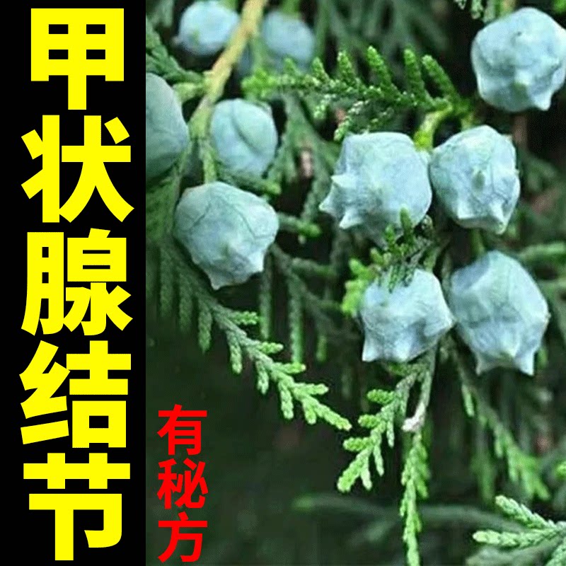 严重甲状腺】甲状腺结节散结眼凸消甲亢鼓包猫抓草枯草颈部防护jn