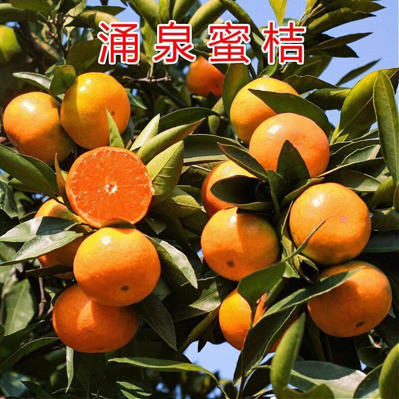 涌泉蜜桔树苗 正宗临海无核蜜桔柠檬/柑橘类盆栽