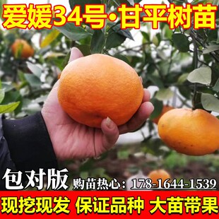 爱媛34号甘平树苗大果柑橘皇后甘平橘子苗大苗带果盆地栽当年结果