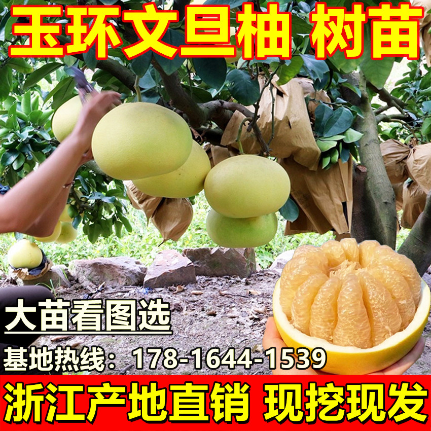玉环文旦柚苗柚子苗文旦柚盆地栽