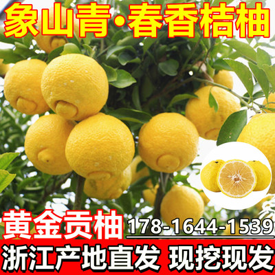 象山青树苗树苗黄金贡柚春香桔柚