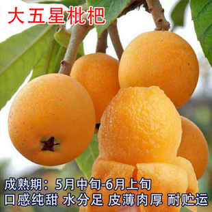 嫁接枇杷果树苗五星白沙洞庭无核大红袍南北方种植盆地栽当年结果