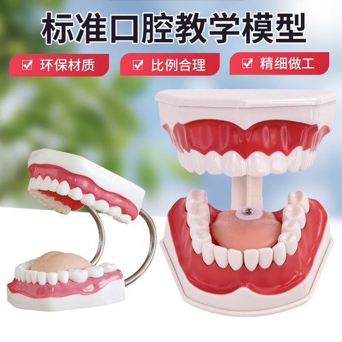 牙齿模型美善模型口腔护理教学