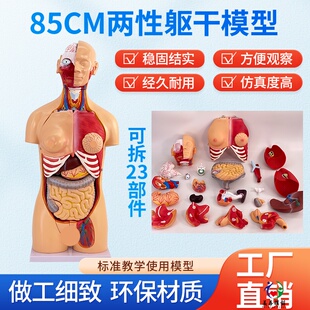 85CM人体解剖模型 卸医学心脏内脏模型玩具躯干 器官可拆23部件
