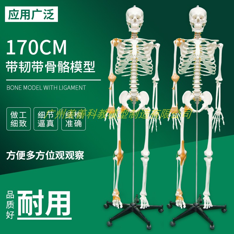 170cm人体骨骼模型附半边韧解剖博物馆骨科教学医用骷髅骨架标本