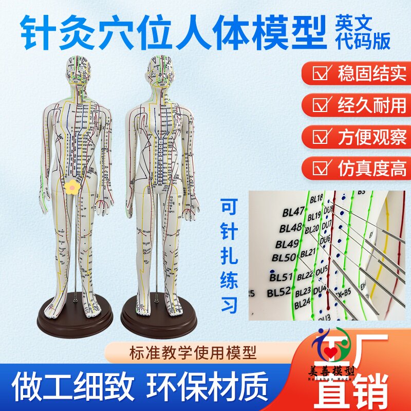美善模型英文版针灸人教具
