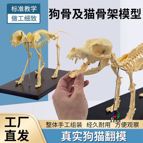 骨骼标本美善模型动物骨骼教学