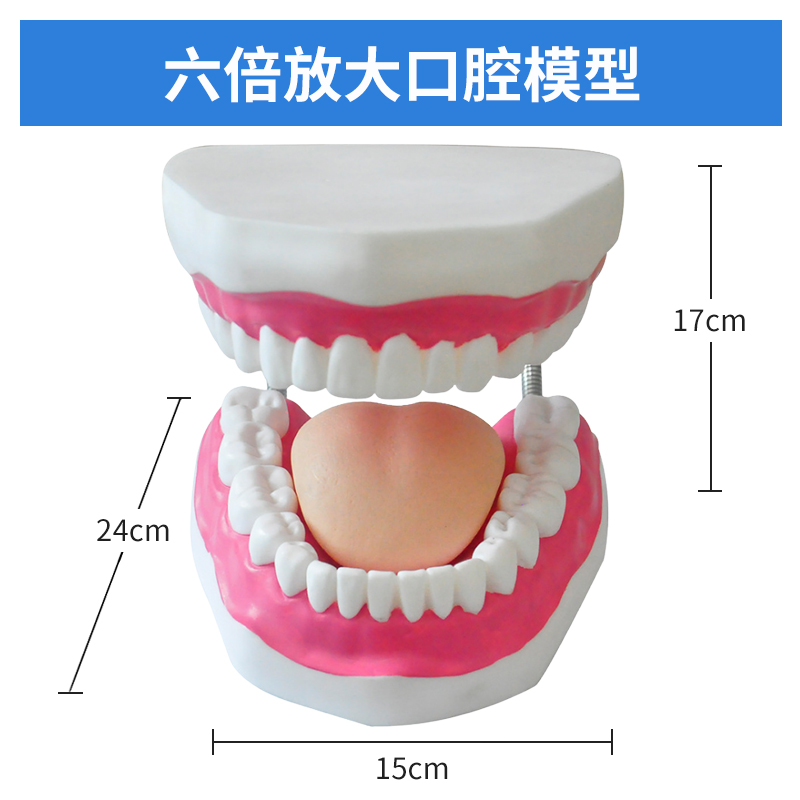 牙齿人体模型教学教具护理