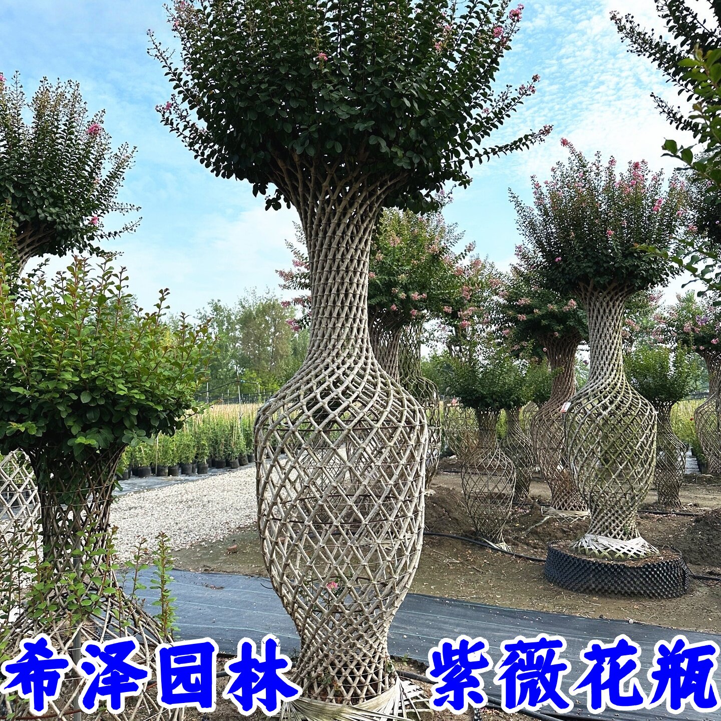 紫薇花瓶树苗桂花编织葫芦