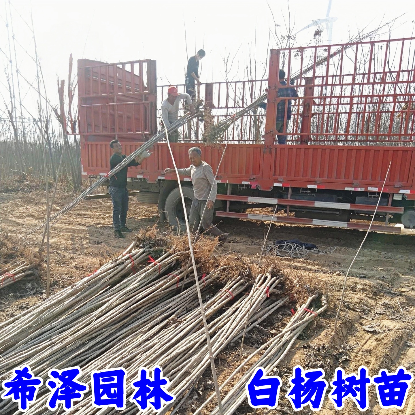 白杨树苗107速生绿化苗