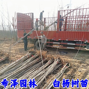 白杨树苗白杨树杨树苗白杨苗107速生杨树植树造林绿化苗占地拆迁