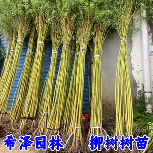 绿化柳树苗垂柳树苗小苗 青皮垂柳小苗 黄皮垂柳小苗金丝垂柳小苗