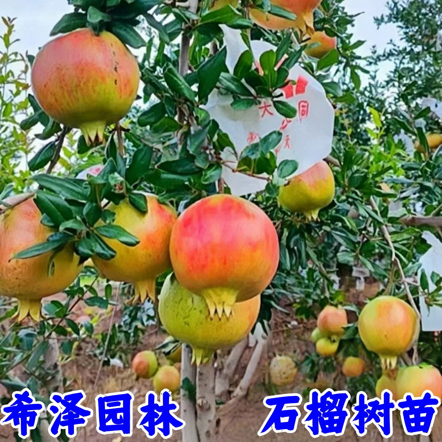 石榴树盆栽果树庭院行道树
