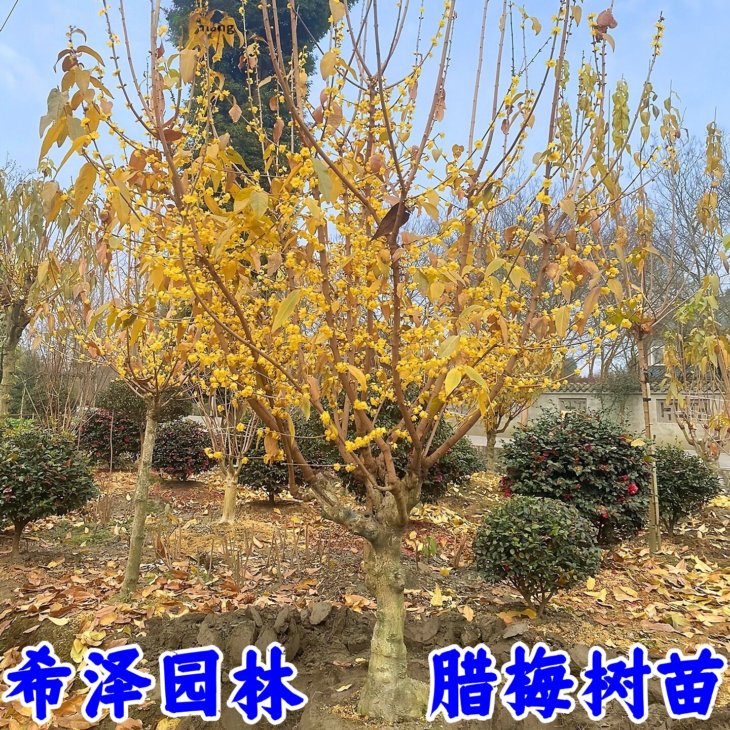 腊梅树苗庭院耐寒植物