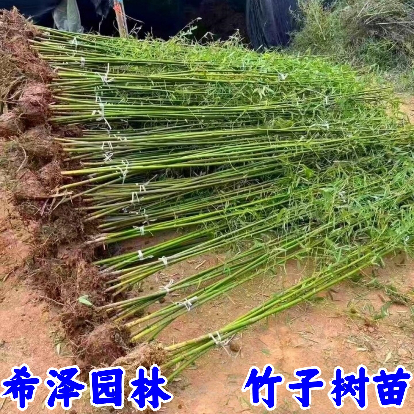 竹子苗紫竹苗金镶玉竹苗青竹苗