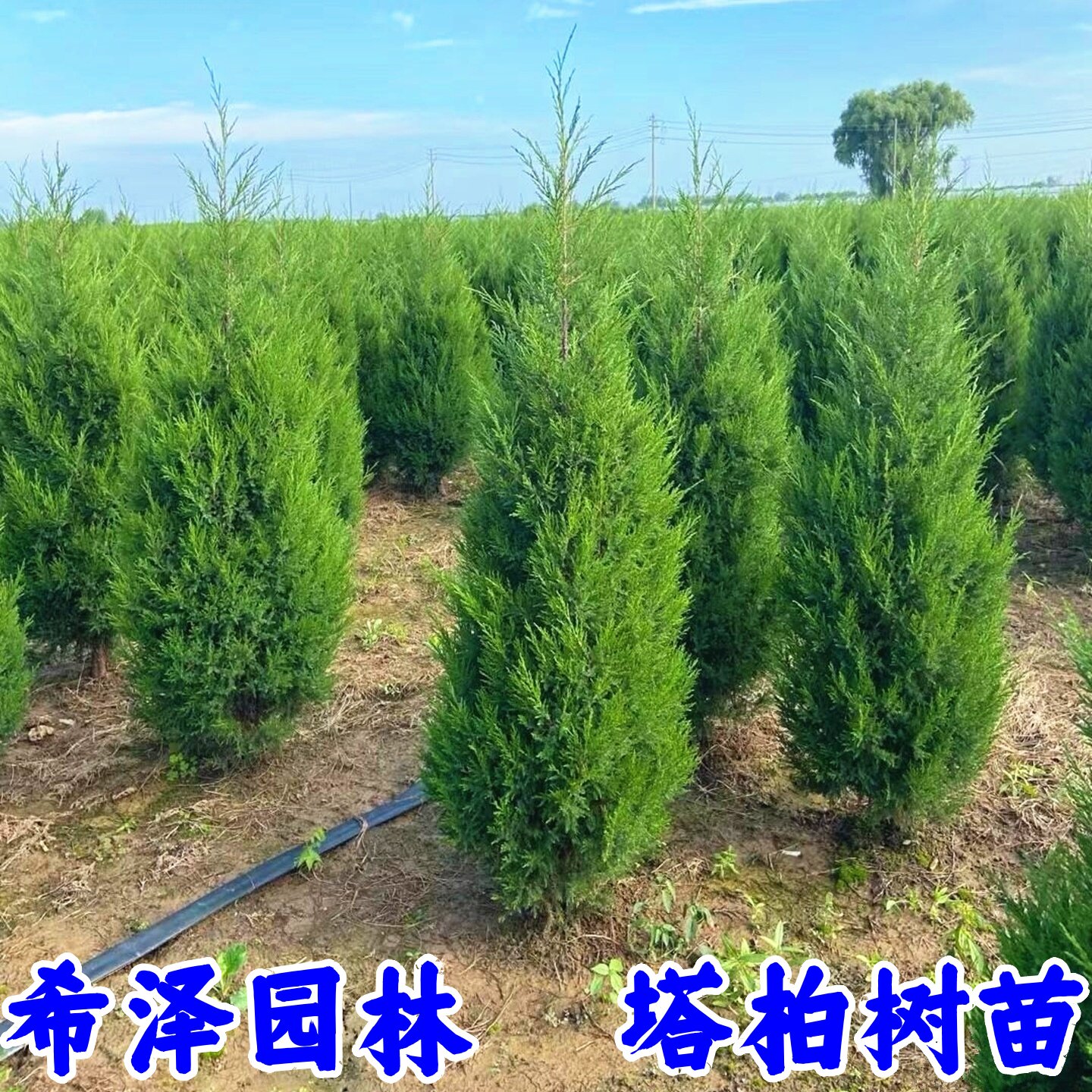 柏树苗松树苗塔柏苗龙柏苗雪松苗蜀快刺柏圣诞树扫墓绿化松树