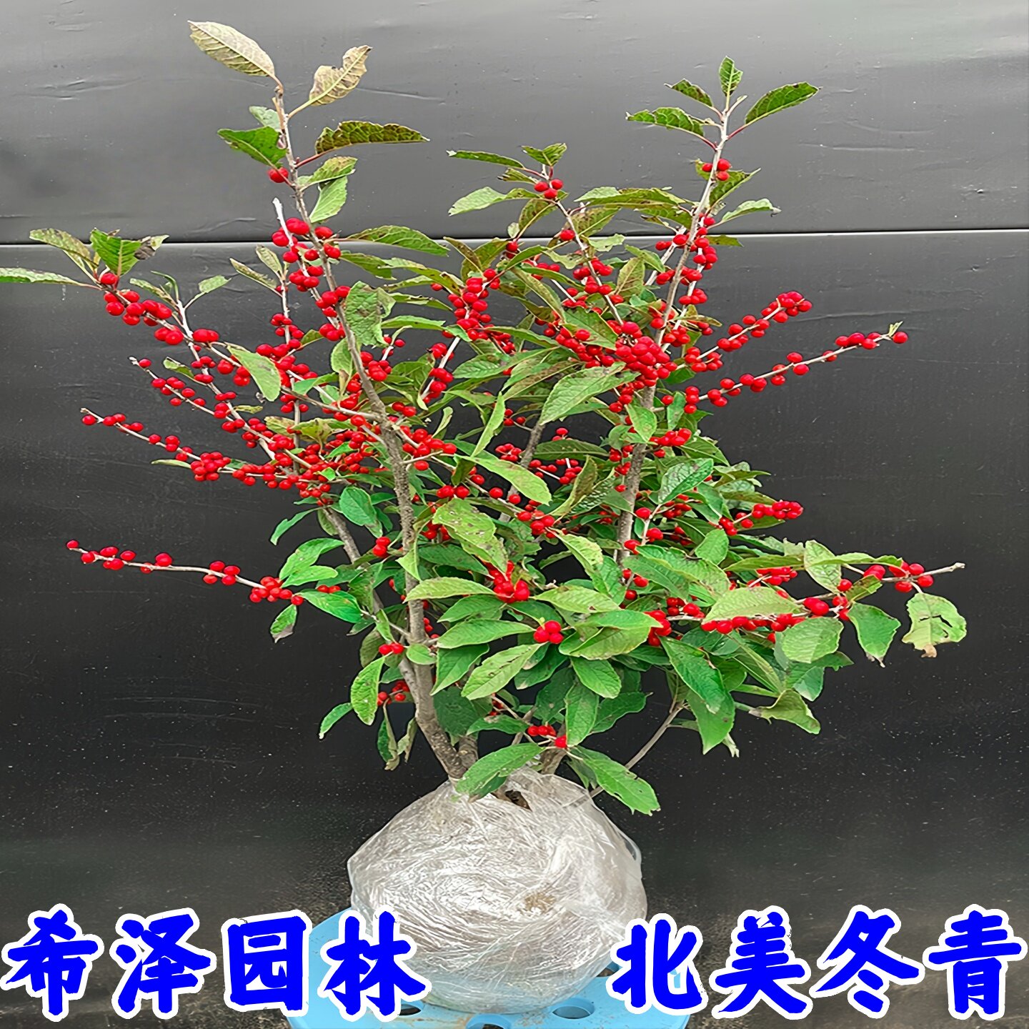 北美冬青树苗盆栽耐寒花卉