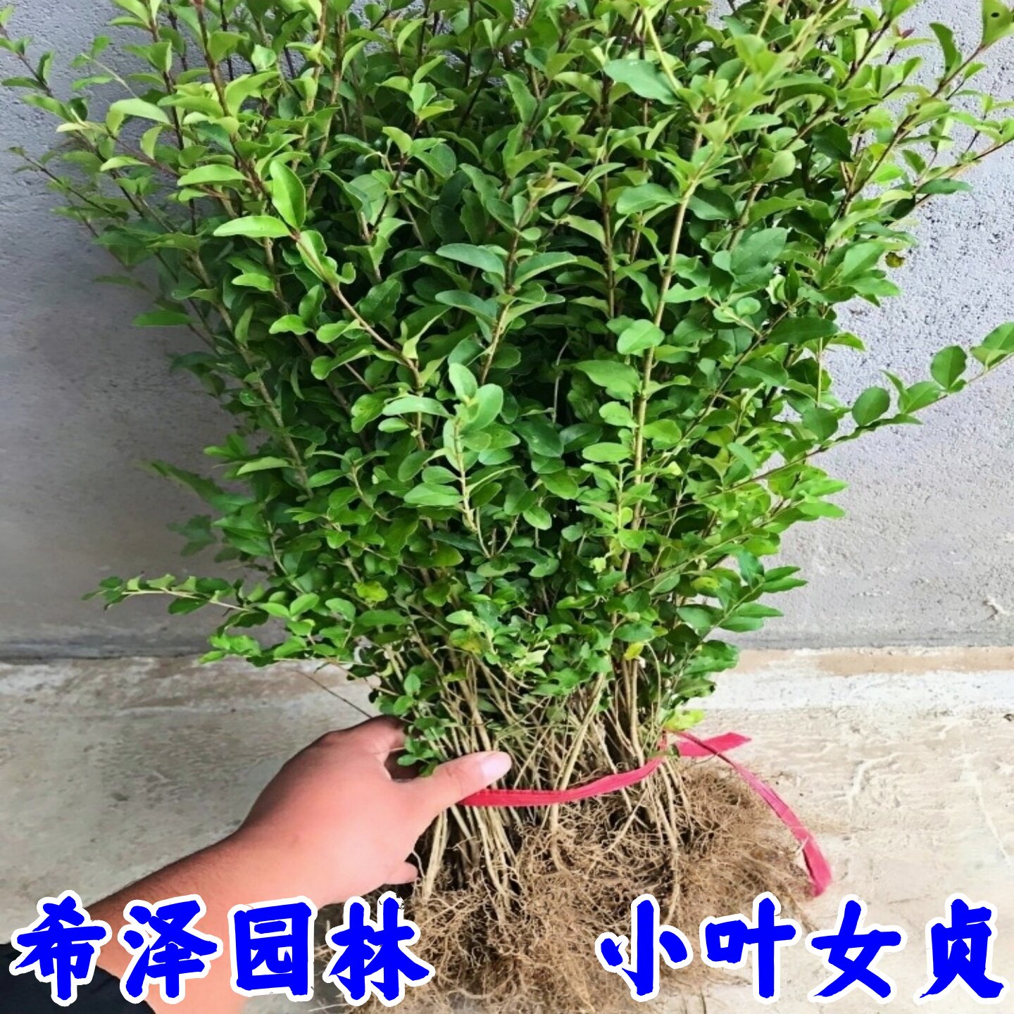 小叶女贞四季常青树苗金叶女贞工程苗木庭院别墅篱笆植物青叶女贞