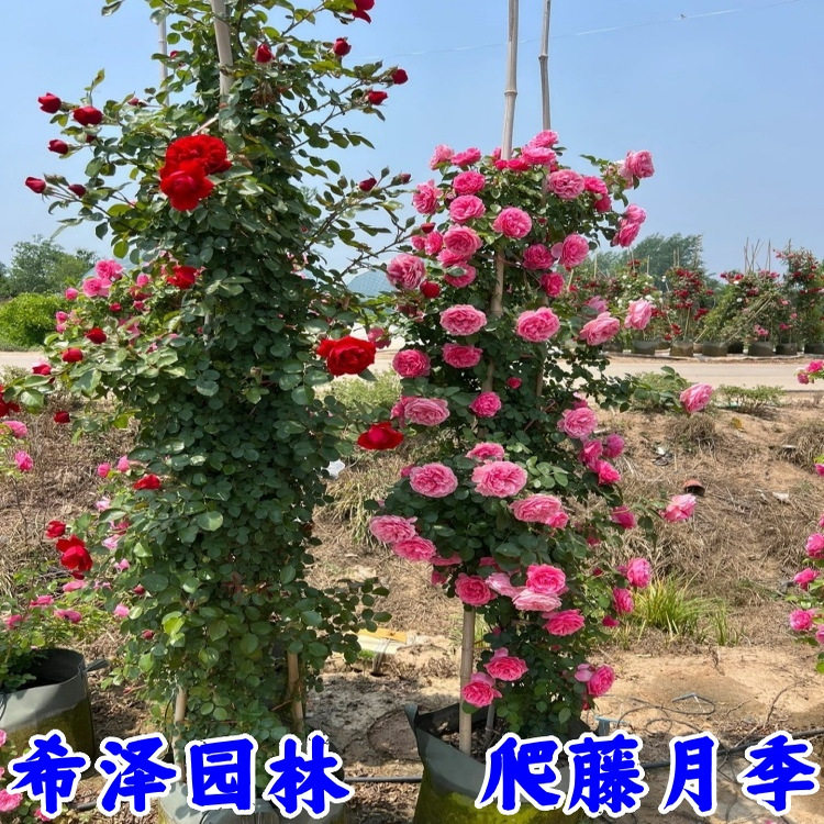 藤本月季大苗爬藤月季浓香大花