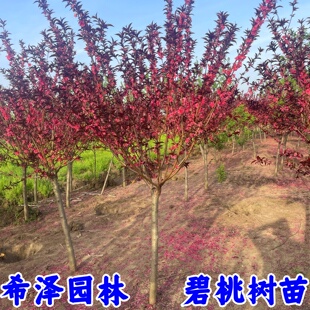 紫叶碧桃树苗红叶碧桃紫叶桃红花碧桃绿化工程庭院行道树木桃花