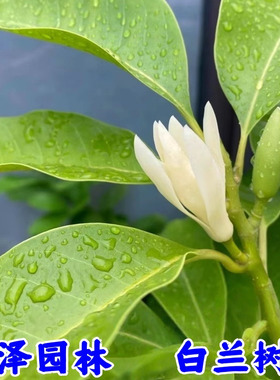 盆栽白兰花树苗黄桷兰花别墅庭院室内大型花卉四季常青浓香风景树