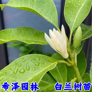 盆栽白兰花树苗黄桷兰花别墅庭院室内大型花卉四季常青浓香风景树