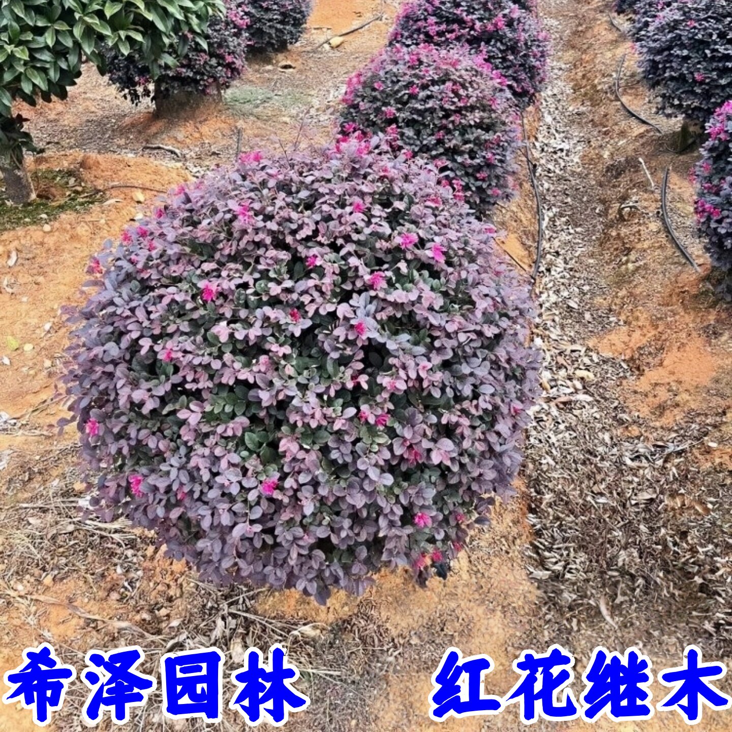 红花继木苗树苗四季常青植物