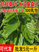 包邮 新鲜桑叶食物蚕宝宝套装 农家现摘嫩桑叶桑树叶500克1斤送工具