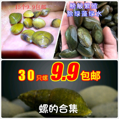 溪流山坑螺贝壳溪蚬小河蚌净水除藻吃粪螺原生螺鱼缸吃垃圾螺
