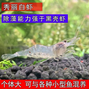 观赏除藻工具虾秀丽白虾花腰虾活体原生清洁草缸小宠物黑虾虾包邮