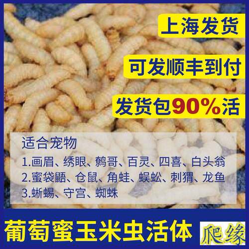 玉米虫 葡萄蜜虫玉米虫 柴虫玉米虫活虫虫子龙鱼八哥画眉鸟食虫子