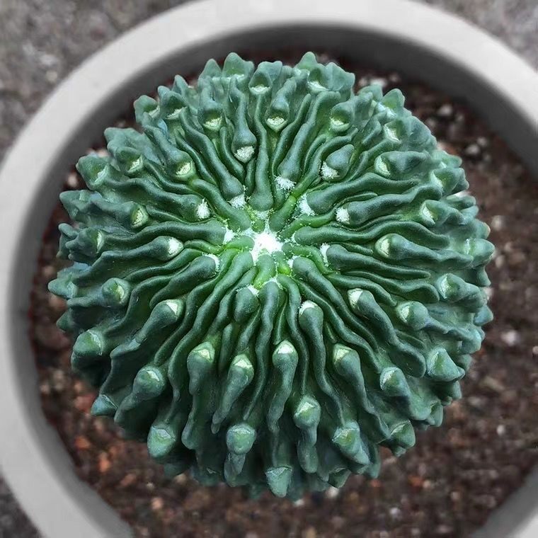 蝌蚪球精子球无刺仙人球多棱玉精品变异植物室内外萌趣多肉盆栽