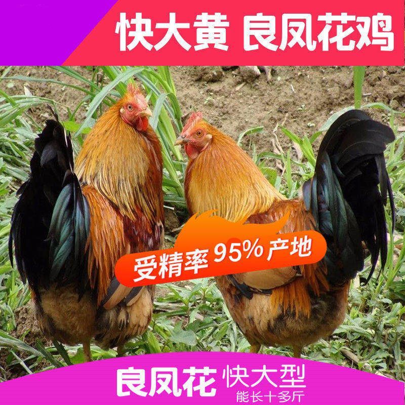 良凤花种蛋受精蛋可食用可孵化鸡活珠子/毛胚蛋