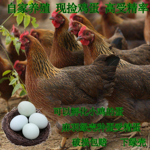 【50枚】下绿壳苏禽种蛋受精蛋可孵化小鸡种蛋受精蛋新30枚宠物鸡