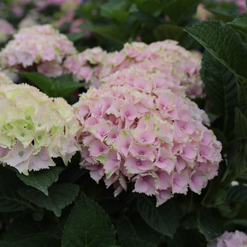 知春园艺 魔幻海洋水晶绒球大花绣球花园露台阳台盆栽花卉植物