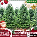 圣诞树诺贝松 云杉圣诞树盆栽大型小型2025新款 真 圣诞树真树活