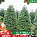 松树诺贝松 家用云杉盆栽真正活 真 圣诞树真树大型小型2025新款