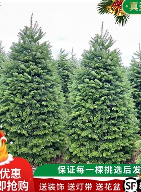 真的圣诞树真树大型小型2025新款家用云杉盆栽真正活的松树诺贝松