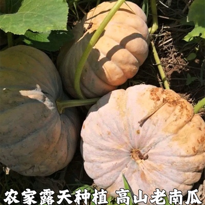 老南瓜粉糯甜农家自种磨盘圆南瓜新鲜老品种老黄南瓜蔬菜新鲜辅食