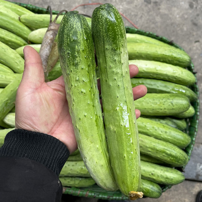 小黄瓜新鲜现摘农家旱黄瓜蔬菜