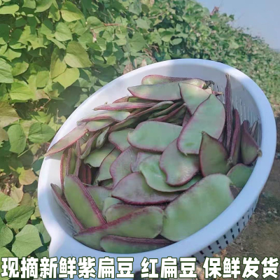 紫扁豆农家露天时令新鲜蔬菜南汇紫扁豆红扁豆扁豆角荚芸豆