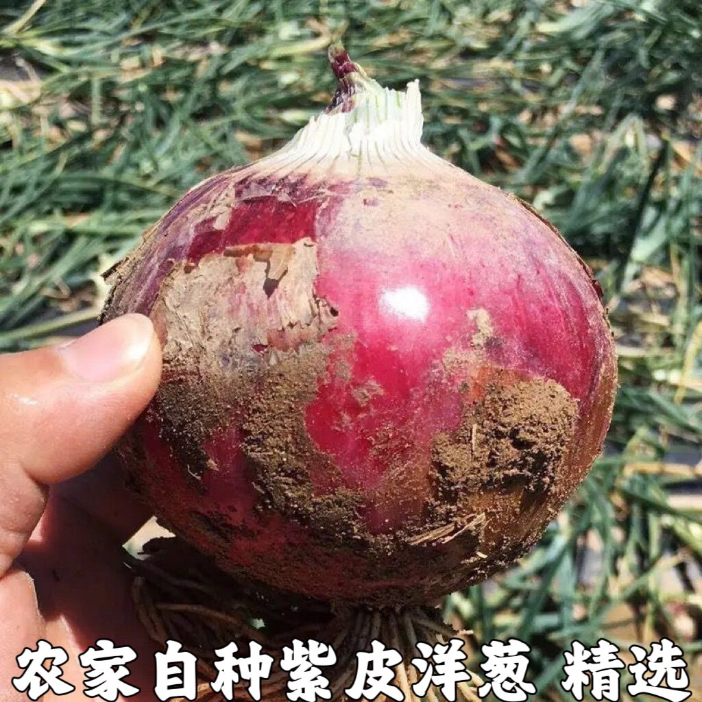 新鲜洋葱5斤荷兰农家种球