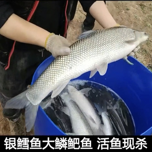 银鳕鱼新鲜淡水养殖鱼食用大头亮鲃大鳞鲃团头魮锥首魮大型活鱼