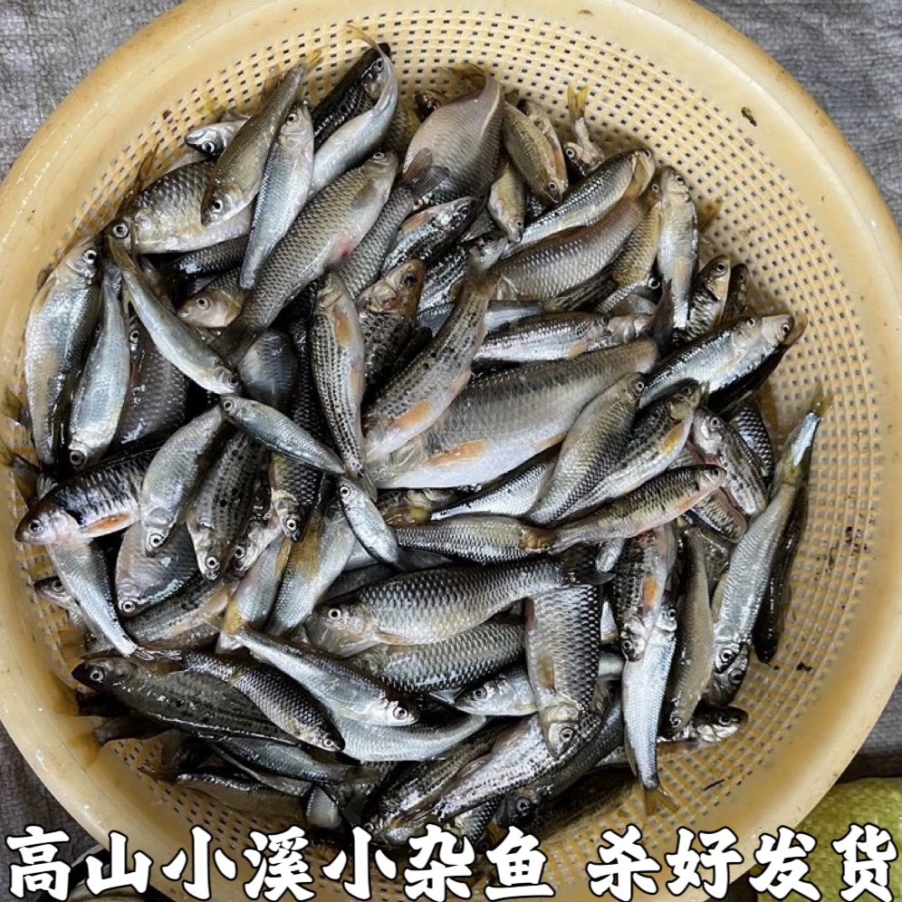 湖北宜昌小杂鱼小河鱼新鲜小鱼淡水鱼小土鱼小麻鱼麦穗鱼现杀包邮